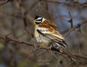 bruant à poitrine dorée