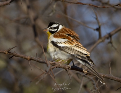 bruant à poitrine dorée