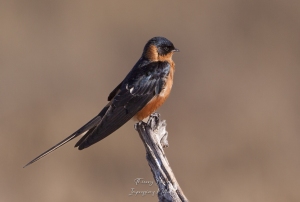 Hirondelle rouge et noire