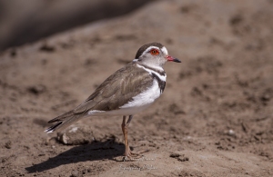 Pluvier à triple collier