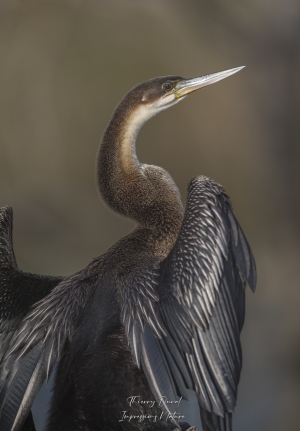 Anhinga d'Afrique