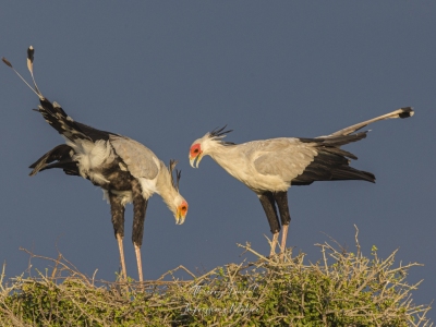Messagers sagittaire au nid