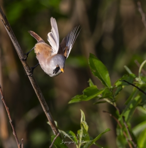 Panure à moustaches