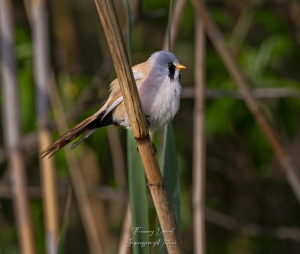 Panure à moustaches