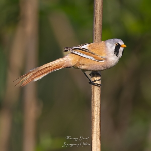 Panure à moustaches
