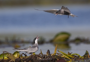 Guifette noire et Sterne pierregarin