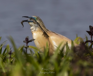 Crabier chevelu