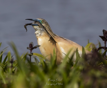 Crabier chevelu