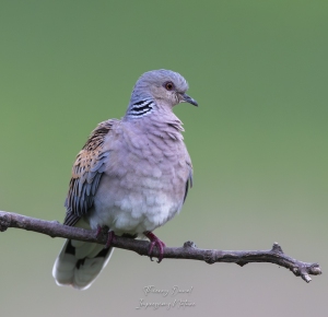Tourterelle des bois