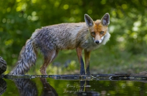 Renard roux