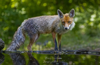Renard roux