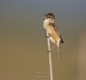 Rousserolle Isabelle g