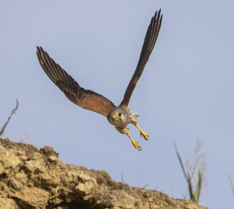 Faucon crécerelle