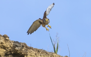 Faucon crécerelle