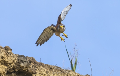 Faucon crécerelle