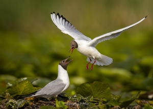 Mouette rieuse