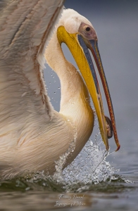 Pélican blanc en action de pêche