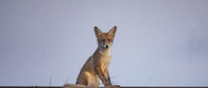 Renard roux