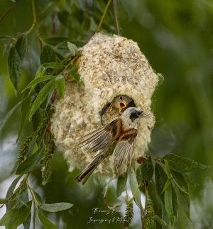 Rémiz penduline