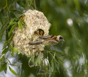 Rémiz penduline