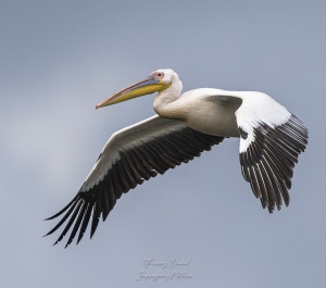 Pélican blanc