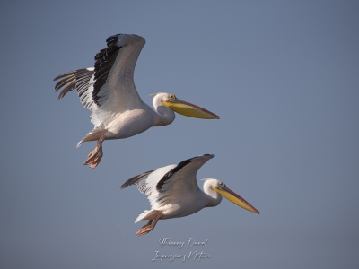 Pélican blanc Pélican blanc