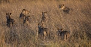 Lionnes dans les hautes herbes