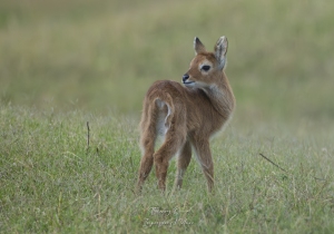 Puku