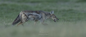 Chacal à flancs rayés