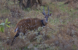 Nyala
