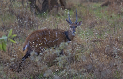 Nyala