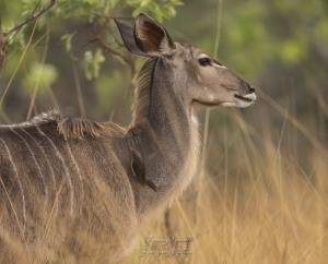 Grand Koudou femelle