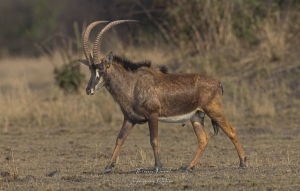 Antilope rouanne