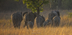 Eléphants au coucher du soleil