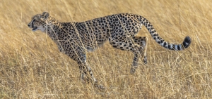 Guépard courant