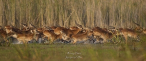 Lechwe noir 1
