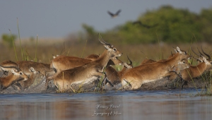 Lechwe noir 2