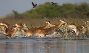 Lechwe noir 3