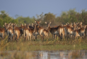 Lechwe noir 4