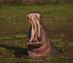 Hippopotame baillant
