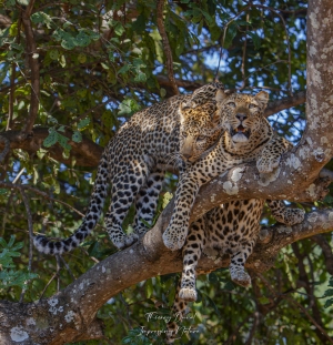 Léopard mère et fille