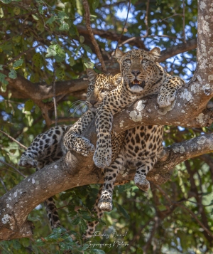 Léopard mère et fille