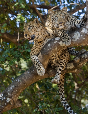 Léopard mère et fille