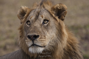 Lion en pleine attention