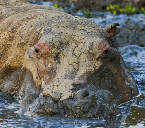 Hippopotame dans la boue