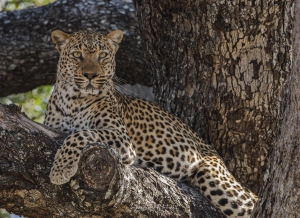 Léopard dans un arbre