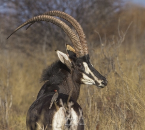 Potrait d'hippotrague noir