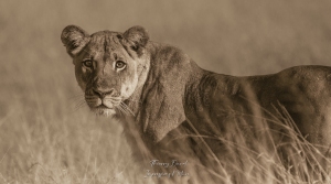 Imposante lionne