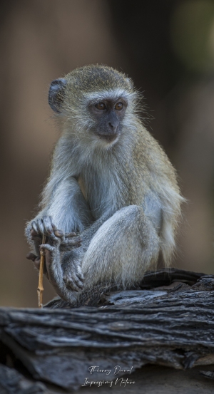 Singe vervet