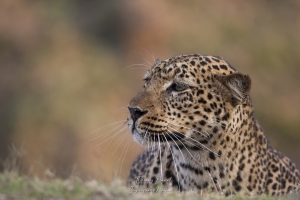 Léopard à l'affût